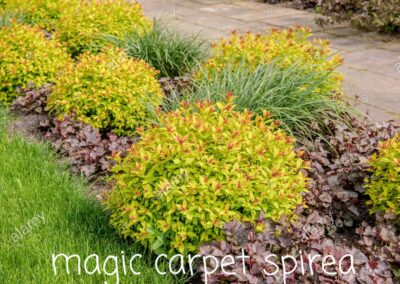 gelblaubige-sommer-spiere-spiraea-japonica-magic-carpet-2A95JKM (1)
