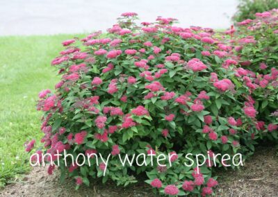 double_play_red_spirea_shrub_0
