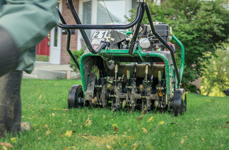 Grub Control: Protecting Your Lawn from Pests