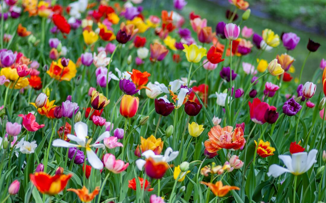 Spring Ahead: How to Prepare Your Yard for the Season