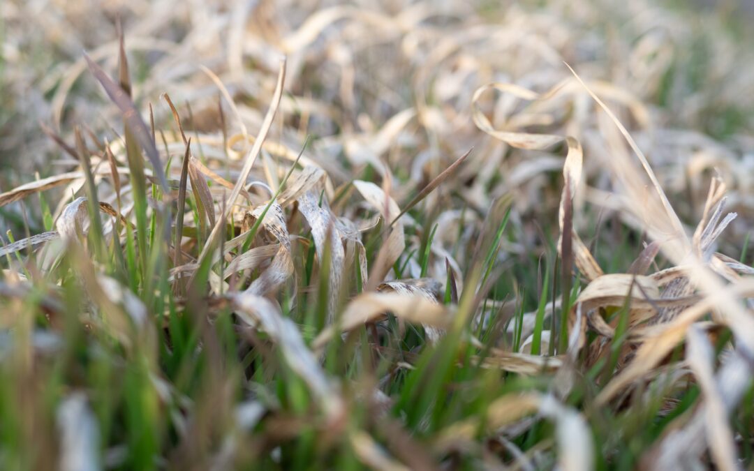 What should i do with my lawn after winter?