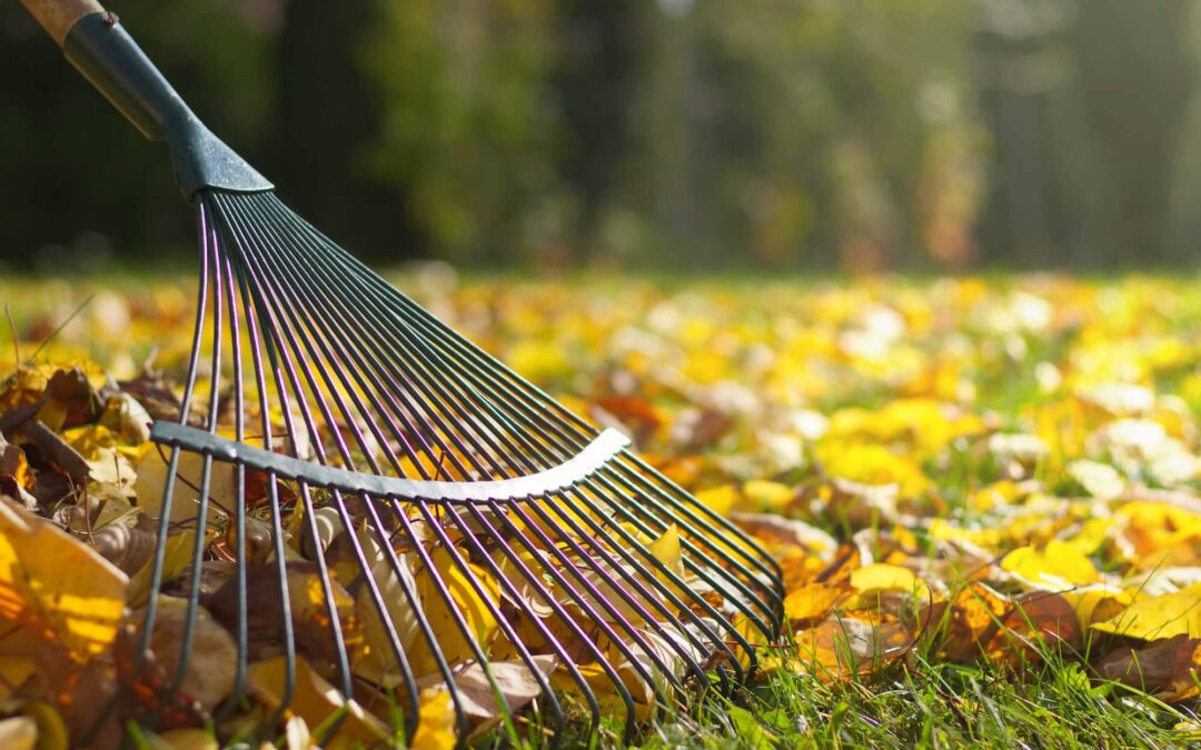 Embrace the Beauty of Fall: Preparing Your Landscape with Scenic Greens